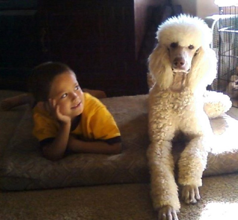 standard poodle crate size