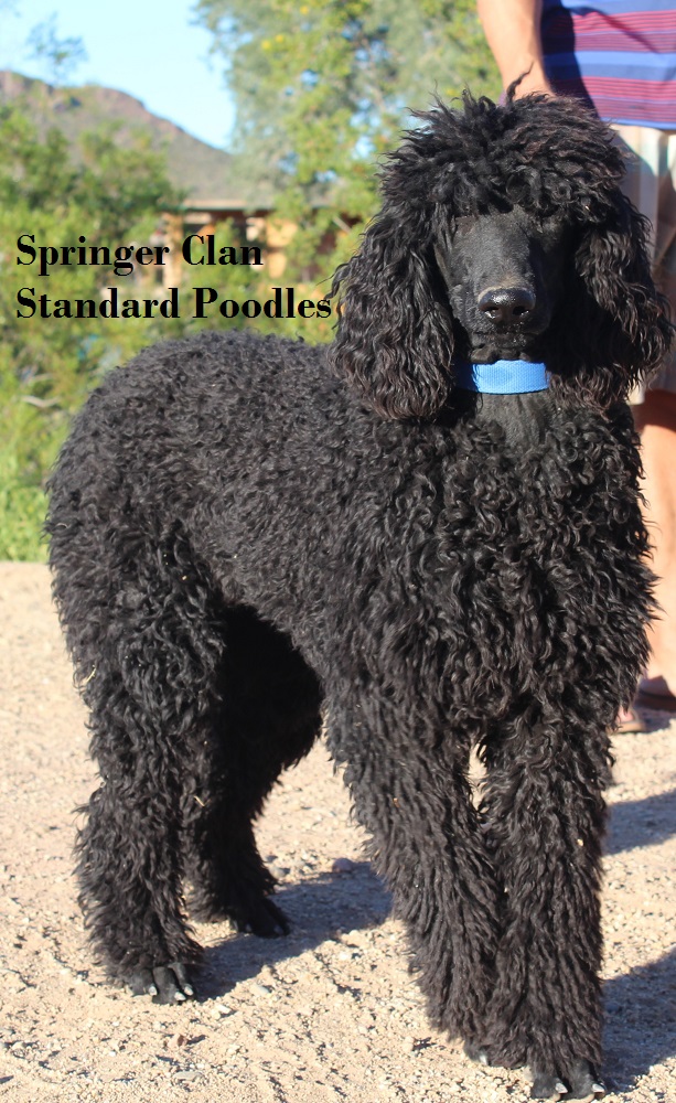 standard poodle adoption near me