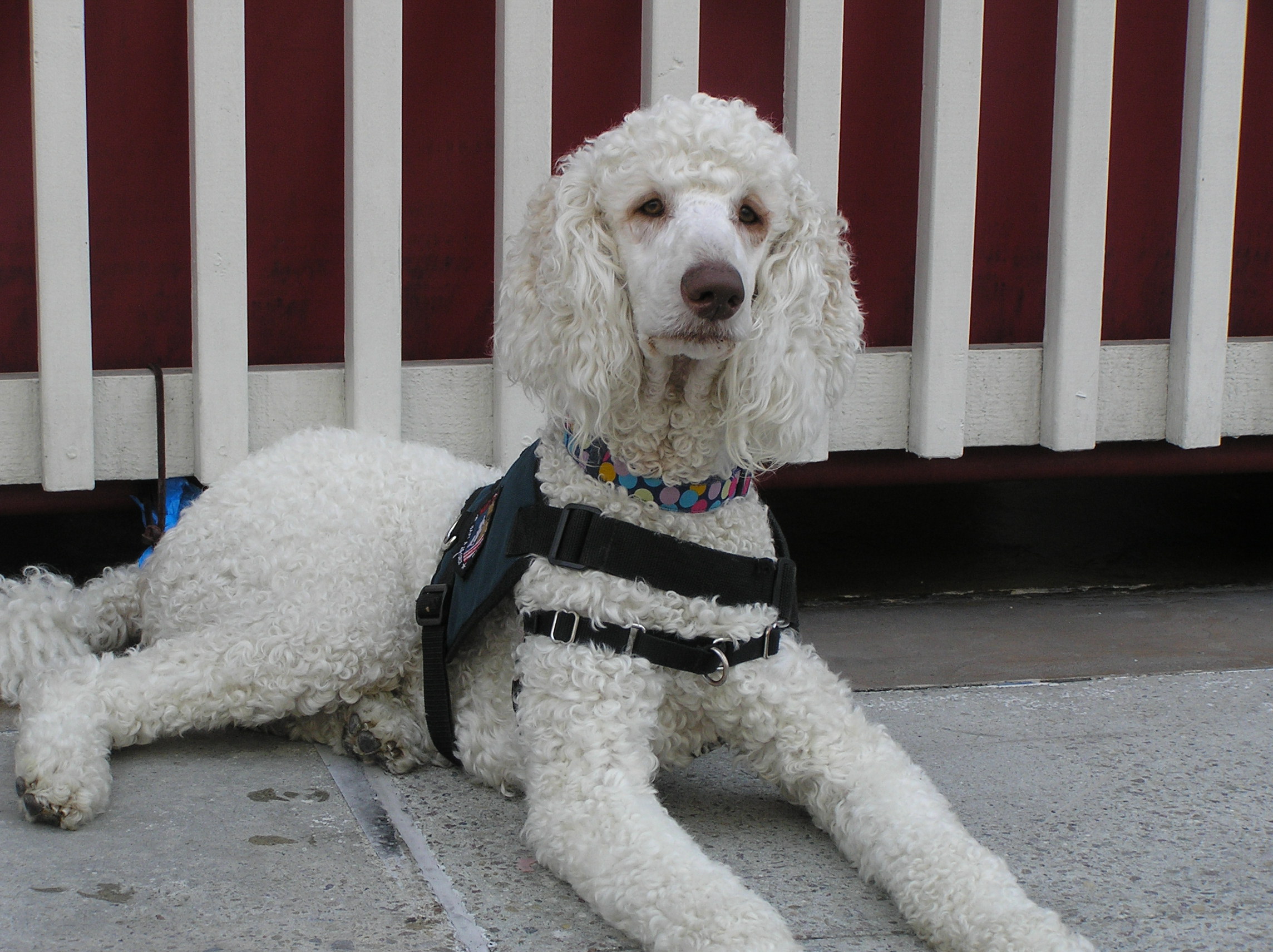 poodle psychiatric service dog