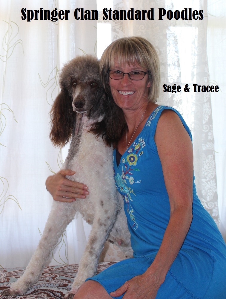 sage standard poodles