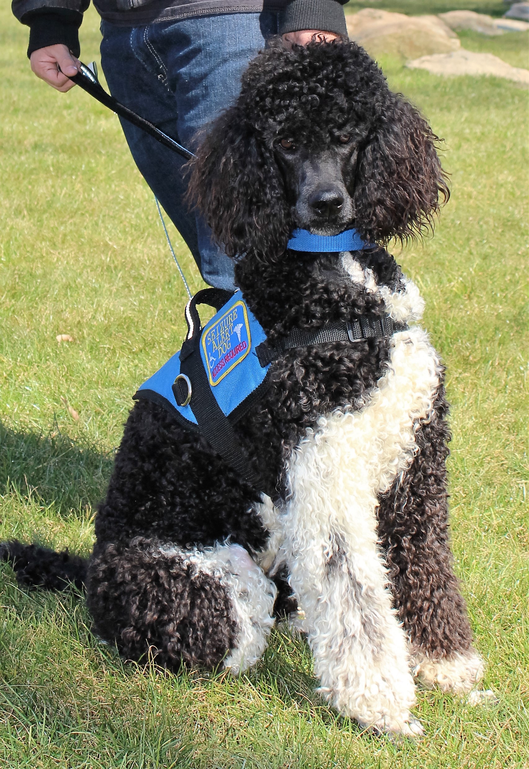 poodle psychiatric service dog