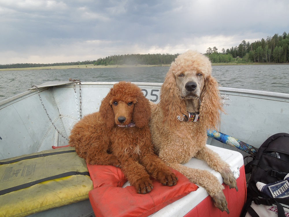Charlee & Penny Boating
