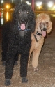 2011-7-bob-and-penny-at-park