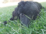 Storm Went Home with Hyduke Family - Peoria, AZ