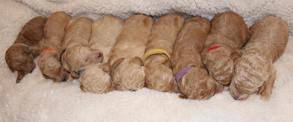 All Pups Week 1 (1)