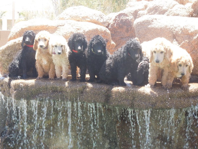 All Pups on the Waterfall 8 Weeks (9)