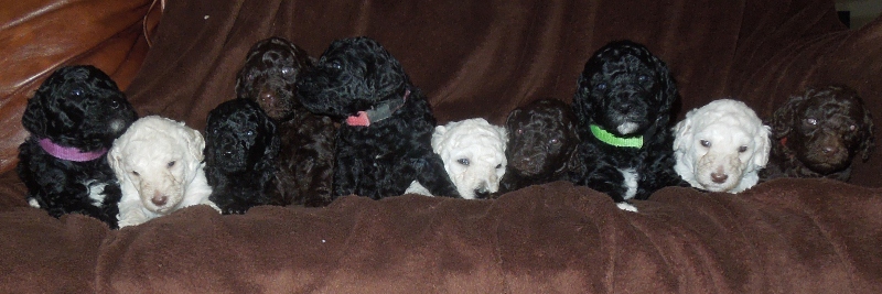 how many puppies in a litter of toy poodles