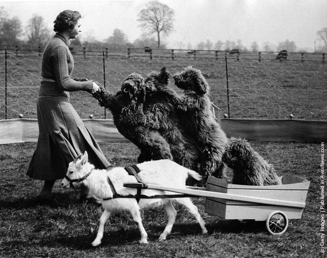 1937 Poodles play with Trainer - Photo by Box Photos-Getty Images - avaxnews.net