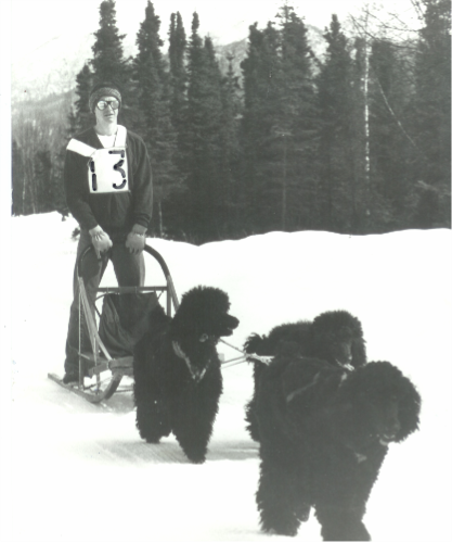 John Suter Alaska 1976 Poodle Sled Dog Team