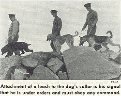 Poodles in WWII www.poodlehistory.org
