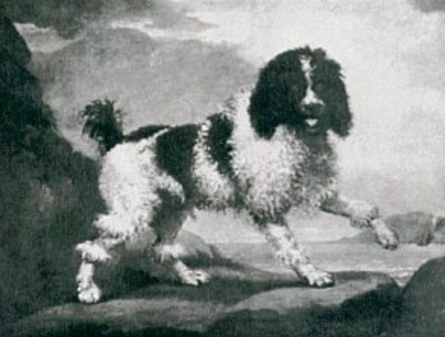 The Poodle - 1600s painting of the Traditional Poodle - Wikipedia