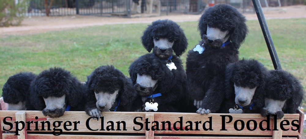 Springer Clans Standard Poodles