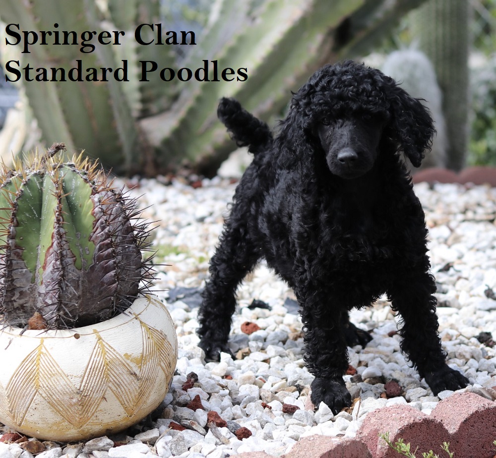 Springer Clans Standard Poodles