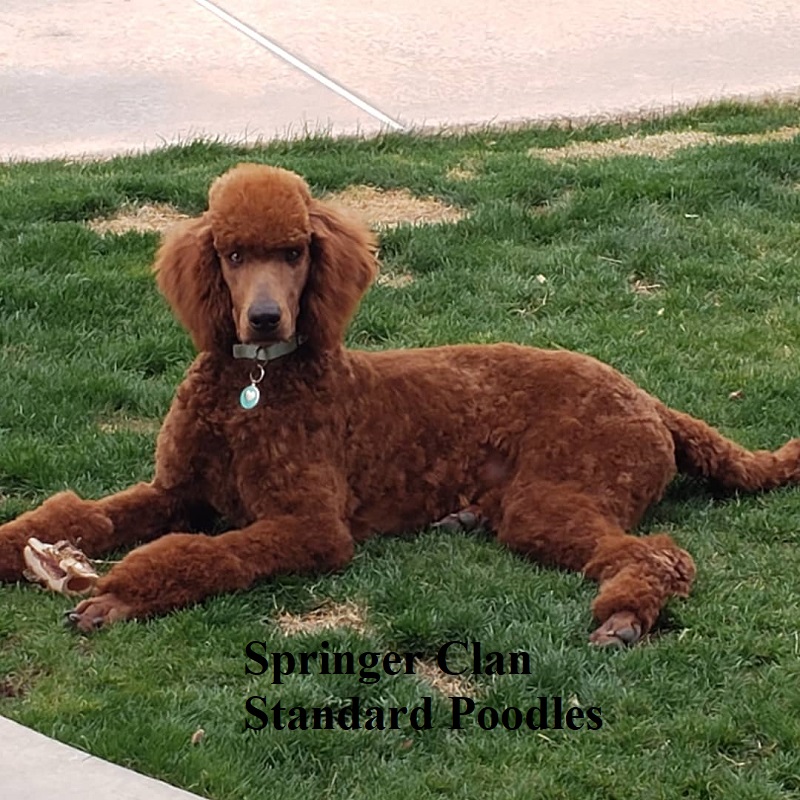 Dark red standard outlet poodle