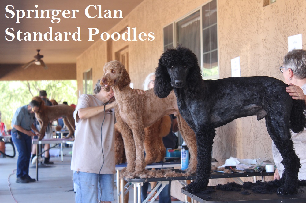 Standard poodle puppy sales grooming